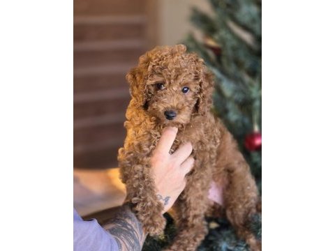 Toy poodle yavruları