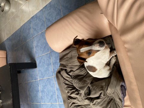 3 aylık dişi jack russell