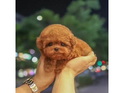 Korean toy poodle yavrularım