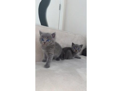 Yavru scottish fold kedilerimiz yeni yuvalarını bekliyor
