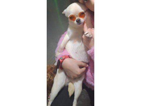 Şivava sakin ped eğitimli