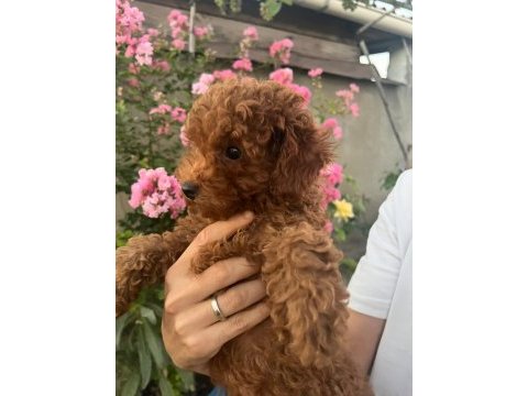 Bakımlı toy poodle