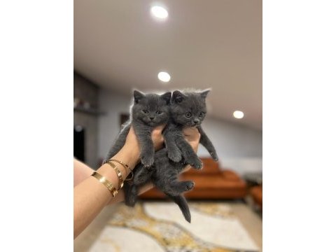 Gri brıtısh shorthair yavrularım 