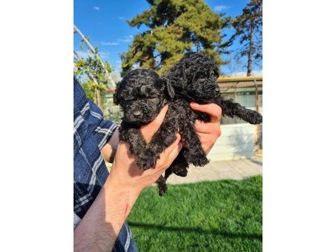 Siyah (black) poodle yavrularımız