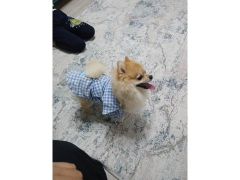 2.5 yaşında pomeranian yavrumuz yeni yuvasını arıyor