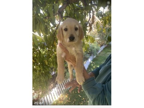 Golden retriever yavrularımız