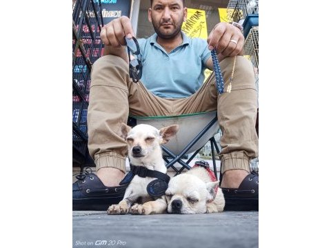 Eşleme açık elma kafa erkek sakarya chihuahua