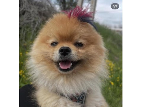 Yakışıklı pomeranian oğlum yeni ailesini arıyor