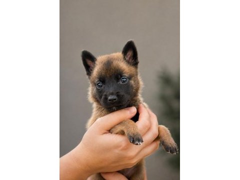 Belçika malinois erkek dişi yavrular 