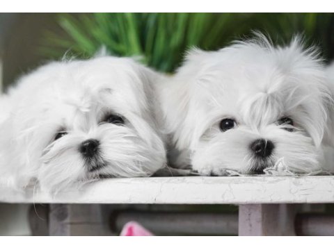 Kore maltese terrier