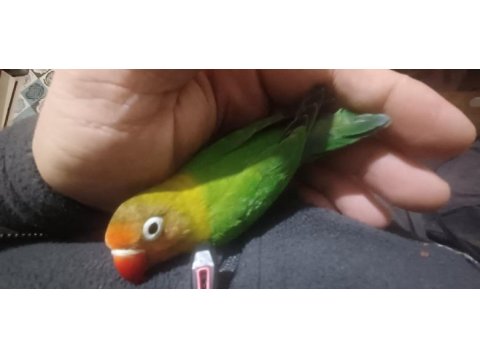 4 aylık ve yeni sevda papağanı bebekler ele alıştırmalık