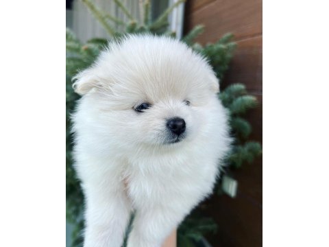 2 pomeranian kızımız