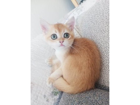 Full şecereli ny 12 erkek british shorthair