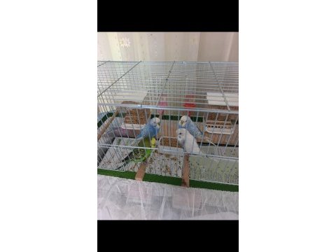 4 tane sağlıklı eş muhabbet kuşu