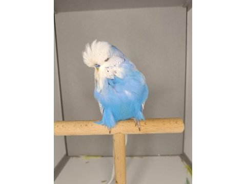 Muhabbet kuşu show jumbo