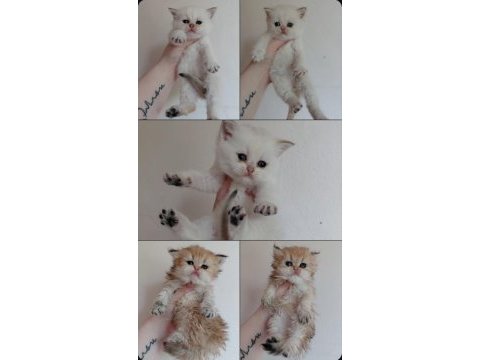 British longhair ve shorthair