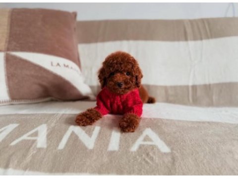 Toy poodle yavru önce canlı görün