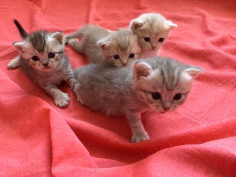 British shorthair