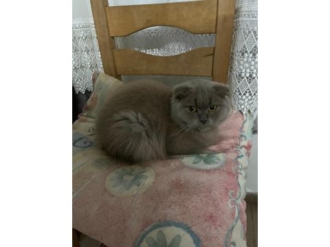 Ücretsiz sahiplendirme scottish fold kedimiz