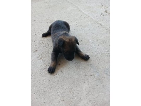 Safkan belçika kurdu malinois