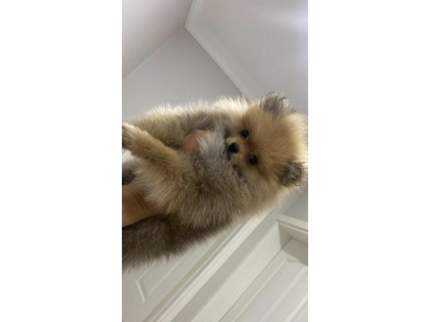 Kendi pomeranian yavrum üretici değilim