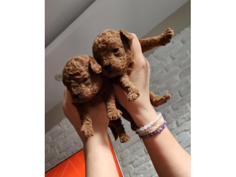 Yavru toy poodle