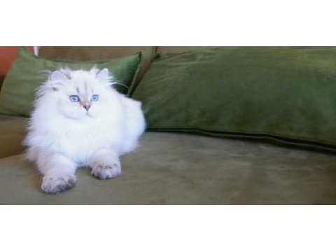 Full şecereli british longhair