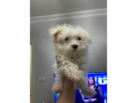 Mükemmel kalite maltese terrier 0 numara
