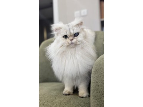 Kısırlaştırma şartıyla ücretsiz aşırı sevecen kedidir
