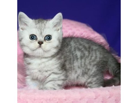 Safkan british shorthair silver tabby yavru