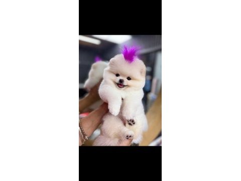 Orjinal pomeranian boo ayı surat 