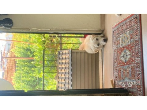 Köpeğimiz güneş için yuva arıyoruz