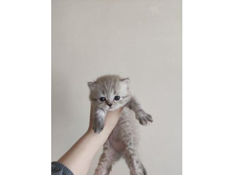 Sağlıklı kaliteli british shorthair yavrular