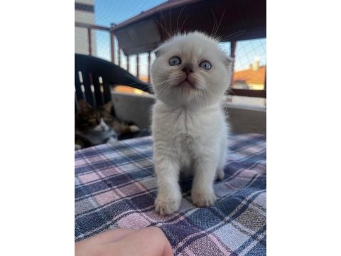 2 aylık tatlı scottish fold kızım