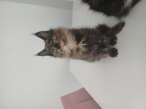 Xxl boy maine coon yavrular