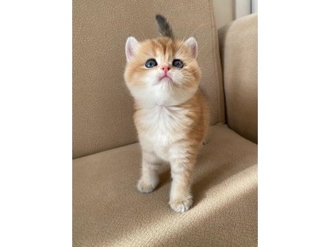 Portakal renginde safkan british shorthair yavrular