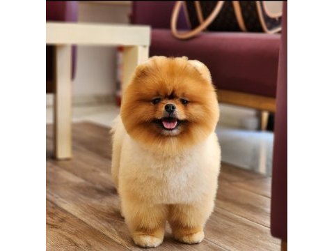 Avrupadaki en iyi pomeranian