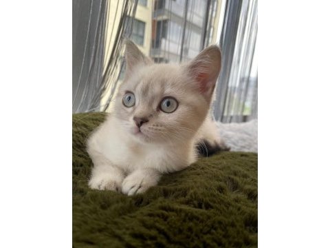 İki british shorthair kedimizi sahiplendirmek istiyoruz