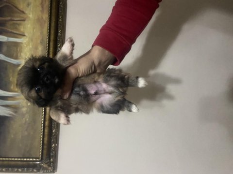 Pekinez yavrularımız yeni yuvalarını arıyorlar