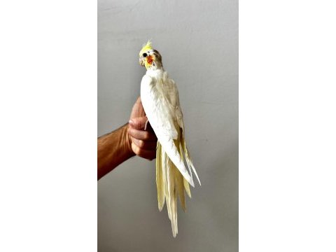 Lutino sultan papağanı yavrusu