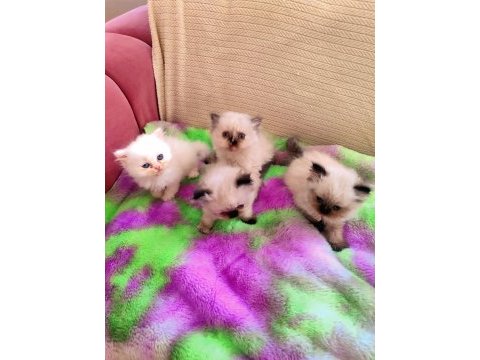 2 aylık dişi ve erkek safkan iran kedisi yavruları