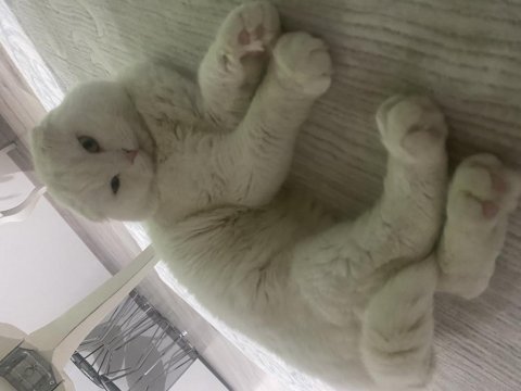 1 aylık scottish fold sahiplendirme