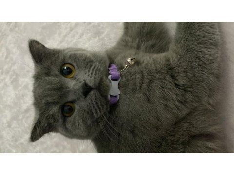1 yaşında aşıları tam dişi british shorthair
