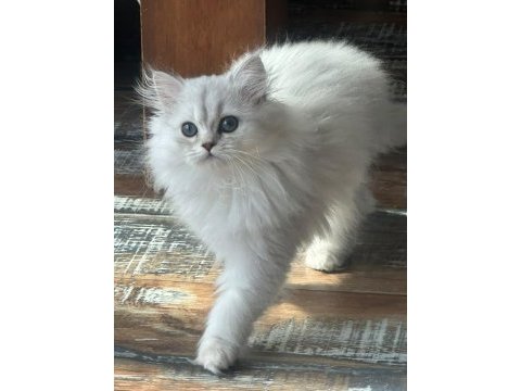 Silver safkan erkek yavru kediler
