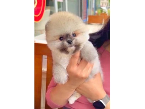 Sağlık ve ırk garantili pomeranian