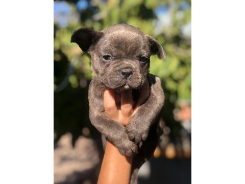 French bulldog bebeklerimiz yeni yuvalarını arıyor