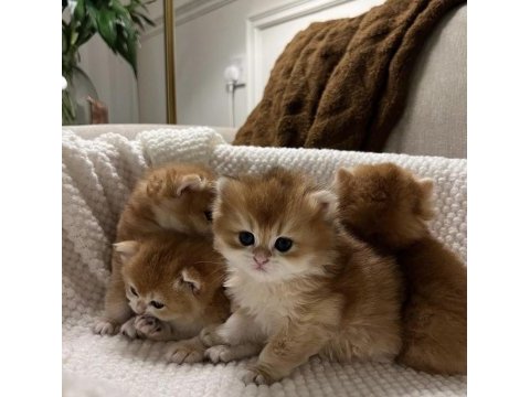 Ny12 british longhair ve shorthair (ücretsiz değildir)