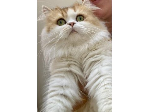 Safkan kedimiz