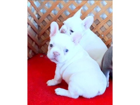 Lilac and tan platinum french bulldog bebekler izmir