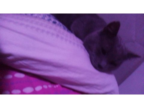 British shorthair cins cana yakın bir kedi